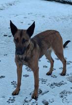 herdershond, Dieren en Toebehoren, Honden | Herdershonden en Veedrijvers, Teef, Eén hond, 3 tot 5 jaar, Herder