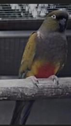 Te koop patagonische rotsparkiet pop van 2025, Vrouwelijk, Parkiet, Geringd