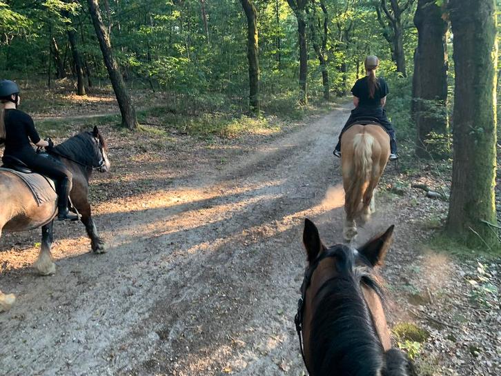 Buitenrit paardrijden Utrechtse Heuvelrug, Diensten en Vakmensen, Dieren | Paarden | Verzorging, Oppas en Les