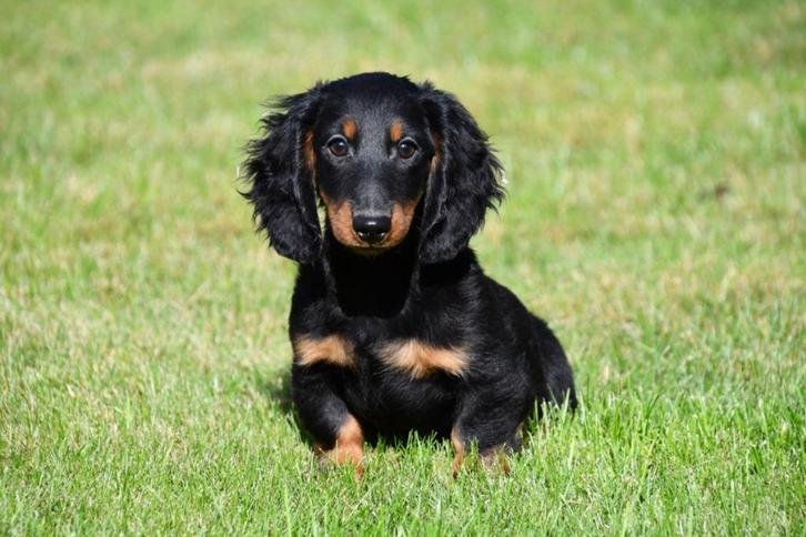 Langharige (black and tan) Teckel pups te koop, Dieren en Toebehoren, Honden | Teckels en Dashonden, Reu, Langhaar, Standaard