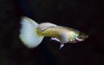 Hobbyaquarium  poec.ret.Luminious white male guppy man, Dieren en Toebehoren, Vissen | Aquariumvissen, Zoetwatervis, Schoolvis