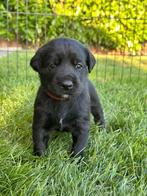 Prachtige Herder x Labrador pups, Dieren en Toebehoren, Honden | Herdershonden en Veedrijvers, Rabiës (hondsdolheid), 8 tot 15 weken