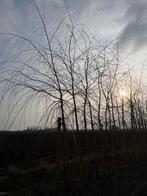 Treur en krul wilgen, Tuin en Terras, Planten | Bomen, Ophalen, Treurboom, 400 cm of meer