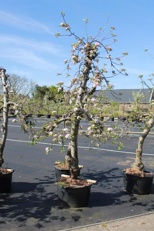 Mooie 20-jarige Elstar appelbomen in Zuid-Holland, Tuin en Terras, Planten | Fruitbomen, Appelboom, 100 tot 250 cm, Volle zon