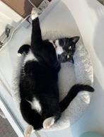 VERMIST!! poes appingedam, Dieren en Toebehoren, Vermiste en Gevonden Dieren