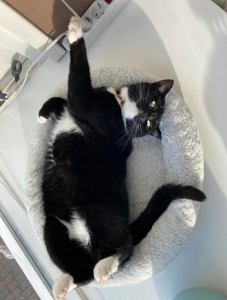 VERMIST!! poes appingedam, Dieren en Toebehoren, Vermiste en Gevonden Dieren