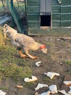 3 hanen te koop, Mannelijk, Kip
