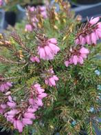 Erica Darleyensis Winterheide, Tuin en Terras, Planten | Tuinplanten, Volle zon, Vaste plant, Winter, Ophalen