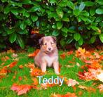 Sheltie Pups , Sheltie Welpen, Dieren en Toebehoren, Sheepdog, Particulier, Rabiës (hondsdolheid), 8 tot 15 weken