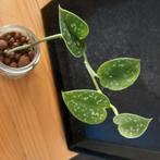 Scindapsus pictus nr 69, Ophalen of Verzenden, Halfschaduw, Minder dan 100 cm