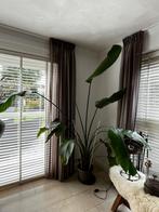 Grote Strelitzia Nicolai Kamerplant, Ophalen, 200 cm of meer, Overige soorten, Halfschaduw