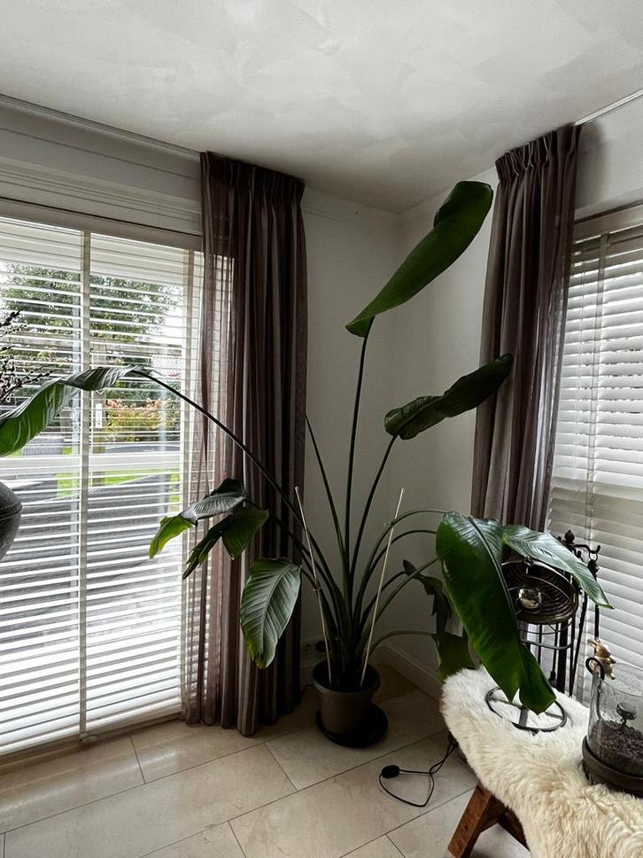 Grote Strelitzia Nicolai Kamerplant, Huis en Inrichting, Kamerplanten, Overige soorten, 200 cm of meer, Groene kamerplant, Halfschaduw