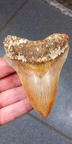 Megalodon haaientand fossiel uit Indonesie haai, Verzamelen, Mineralen en Fossielen, Ophalen of Verzenden, Fossiel