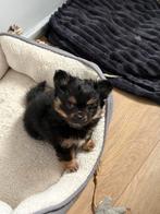 Chihuahua pup te koop (zeer kleine chihuahua), Dieren en Toebehoren, Honden | Chihuahua's en Gezelschapshonden, Parvo, Reu, 8 tot 15 weken