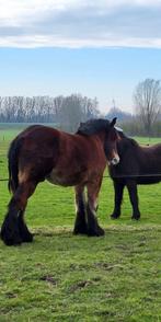 GEZOCHT Hoefsmid voor trekpaard Rheden, Dieren en Toebehoren, Paarden en Pony's | Overige Paardenspullen, Ophalen