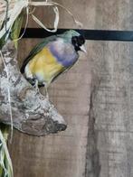 Opgezette Gouldamadine, geringd., Ophalen of Verzenden, Nieuw, Vogel, Opgezet dier