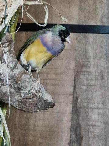 Opgezette Gouldamadine, geringd. beschikbaar voor biedingen