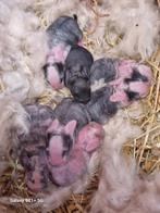 Baby konijntjes (Vlaamse reus)