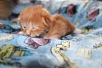 Ragdoll x maine coon kittens., Meerdere dieren, Ontwormd