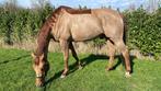 Paarden/pony’s scheren!, Verzorging of Verzorgpony's