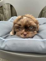 Te koop: 2 lieve Boomer pups (Merle), Overige rassen, Meerdere, Nederland, Particulier