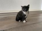 Te koop: 2 tamme kittens, Dieren en Toebehoren, Katten en Kittens | Overige Katten, Poes, 0 tot 2 jaar