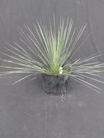 Yucca linearifolia ssp. Galeana 8, 45 cm incl. pot, dam. 70, Ophalen of Verzenden, Overige soorten, Volle zon