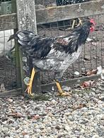 Blauw patrijs barnevelder Haan, Dieren en Toebehoren, Mannelijk, Kip