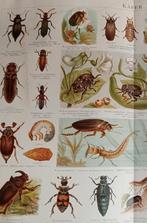 Lithografie prent 1985 Kevers, Verzenden, Voor 1940, Gebruikt, Overige onderwerpen