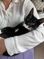 Jong sociaal katertje, Dieren en Toebehoren, Katten en Kittens | Overige Katten, Kater, Kortharig, 0 tot 2 jaar