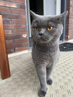 Kruising Britse korthaar en Scottish fold, poes, 5 jaar oud, Dieren en Toebehoren, Katten en Kittens | Raskatten | Korthaar, Poes