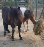 Lieve Shetlanders, Dieren en Toebehoren, Pony's, Ruin, Niet van toepassing, A pony (tot 1.17m), 3 tot 6 jaar
