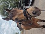 Prachtig hoofdstel met lak neusriem maat pony, Dieren en Toebehoren, Ophalen, Gebruikt, Dressuur