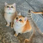 Brits / Britse korthaar kittens, raszuiver, gevaccineerd, Dieren en Toebehoren, Katten en Kittens | Raskatten | Korthaar, Meerdere dieren