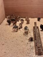 Brahma kuikens, Dieren en Toebehoren, Geslacht onbekend, Kip