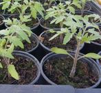 tomatenplanten money makers, Zomer, Ophalen, Groenteplanten, Eenjarig