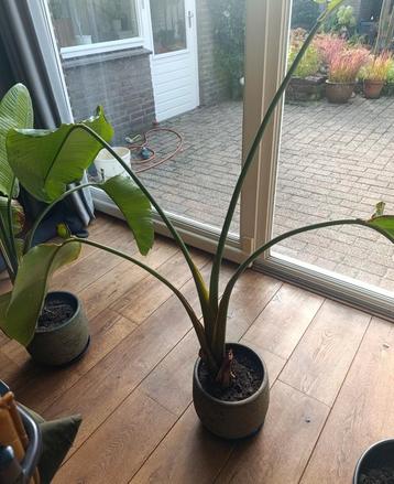 Strelitzia Nicolai (Paradijsvogelplant) beschikbaar voor biedingen