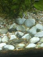 2 Pleco's vissen. gratis ophalen, Vis