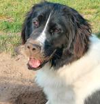Dekreu  landseer newfoundlander, Dieren en Toebehoren, Rabiës (hondsdolheid), Reu, 1 tot 2 jaar, Eén hond