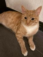 Onze 7 maanden kater zoekt nieuwe btrouwbaare thuis, Dieren en Toebehoren, Katten en Kittens | Raskatten | Korthaar, Kater, Ingeënt