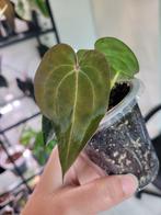 Anthurium red spider clone, Ophalen of Verzenden, Overige soorten, Minder dan 100 cm