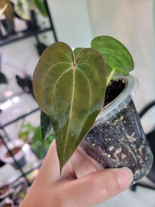 Anthurium red spider clone, Huis en Inrichting, Kamerplanten, Overige soorten, Minder dan 100 cm, Ophalen of Verzenden