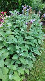 Salvia berggarten salie, Ophalen, Zomer, Vaste plant, Volle zon