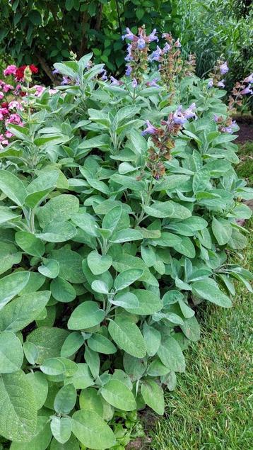 Salvia berggarten salie  beschikbaar voor biedingen