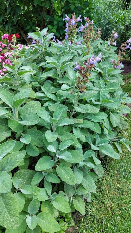 Salvia berggarten salie, Tuin en Terras, Planten | Tuinplanten, Vaste plant, Volle zon, Zomer, Ophalen