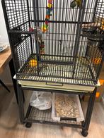 Roestkop caique, Dieren en Toebehoren, Vogels | Parkieten en Papegaaien, Vrouwelijk, Papegaai, Geringd