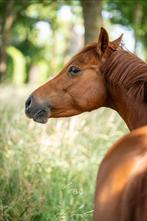 Knappe lieve New Forest Ster merrie 6 jaar, Dieren en Toebehoren, Pony's, Merrie, Gechipt, 3 tot 6 jaar, Recreatiepony
