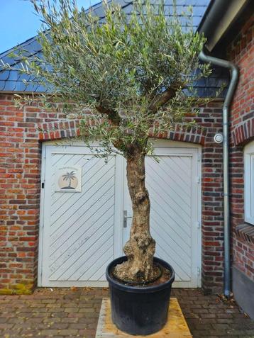 AANBIEDING: OUDE DIKKE OLIJFBOMEN beschikbaar voor biedingen