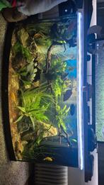 Juwel vision260 LEK, Dieren en Toebehoren, Ophalen, Gebruikt, Leeg aquarium