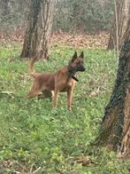 Mooie reu 8 maanden, 15 weken tot 1 jaar, Reu, CDV (hondenziekte), Eén hond